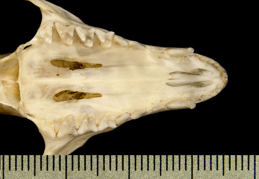 Image of brown four-eyed opposum