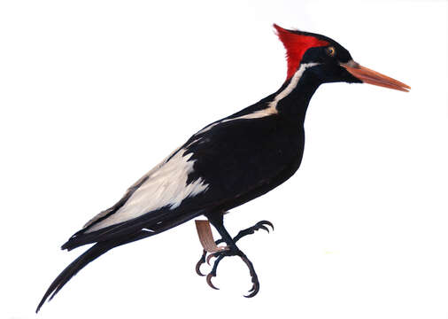 Image of Ivory-billed Woodpecker