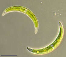 Image of Closterium incurvum