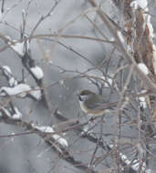 Image of Parus hudsonicus