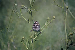 Image of Song Sparrow