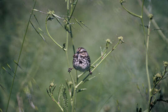 Image of Song Sparrow