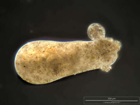 Image of Pelomyxidae