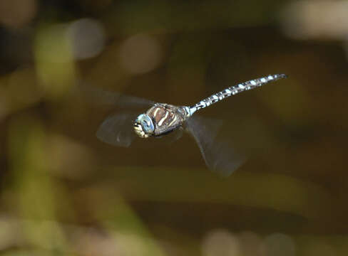 Image of Lance-Tailed Darner