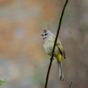 Image of Flavescent Bulbul