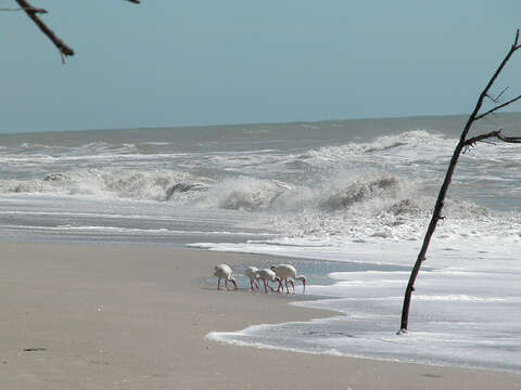 Image of American White Ibis