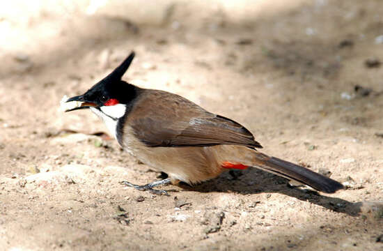 Pycnonotus jocosus (Linnaeus 1758) resmi