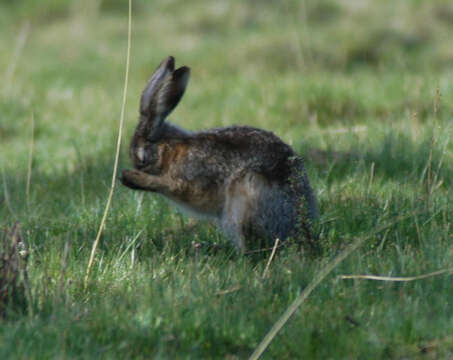 Plancia ëd Lepus oiostolus Hodgson 1840