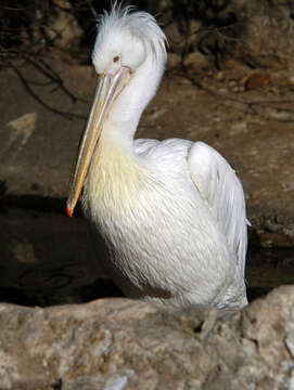 Image of Dalmatian Pelican