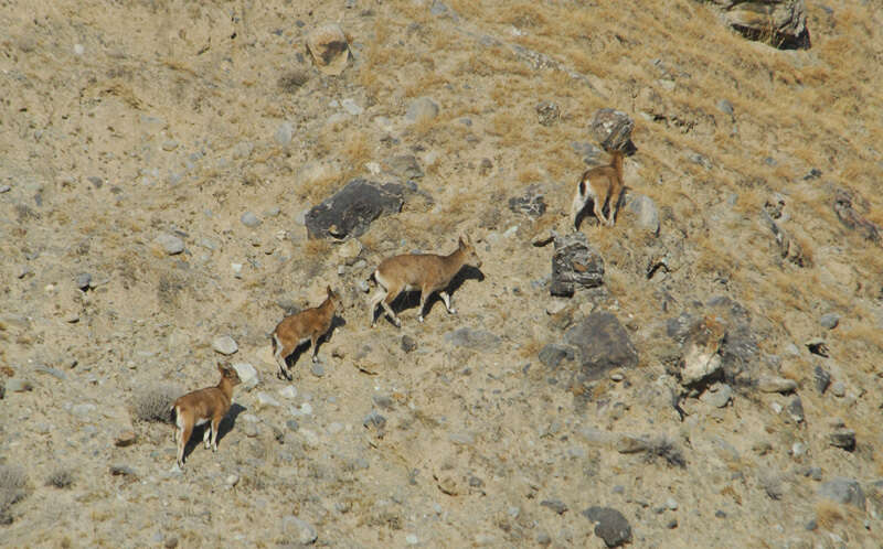 Image of Asiatic Ibex