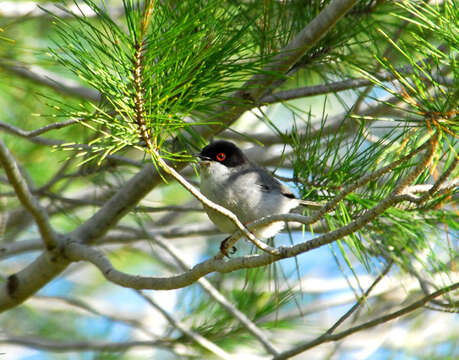 Plancia ëd Sylvia melanocephala