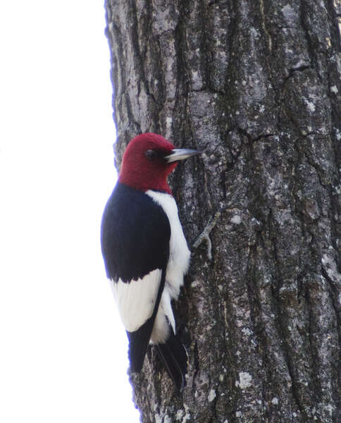 Image of Red-headed Woodpecker