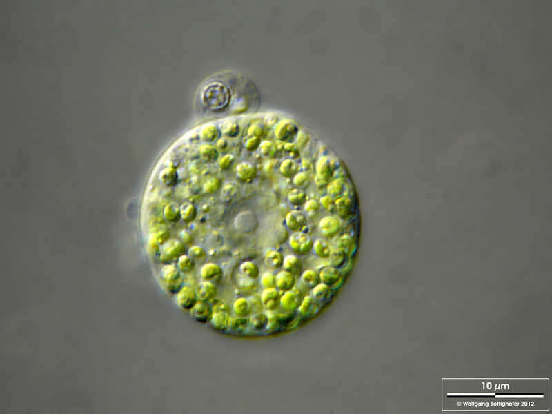 Image of <i>Ephydatia fluviatilis</i>