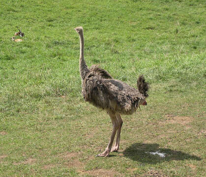 Image of ostriches