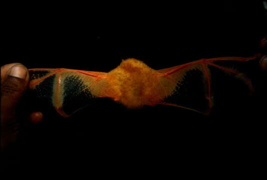 Image of Painted Bat