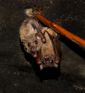 Image of Leschenault's Rousette