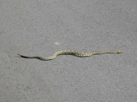 Image of Blacktail Rattlesnake