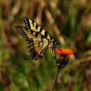 Image of Canadian Tiger Swallowtail