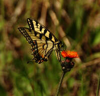 Image of Canadian Tiger Swallowtail