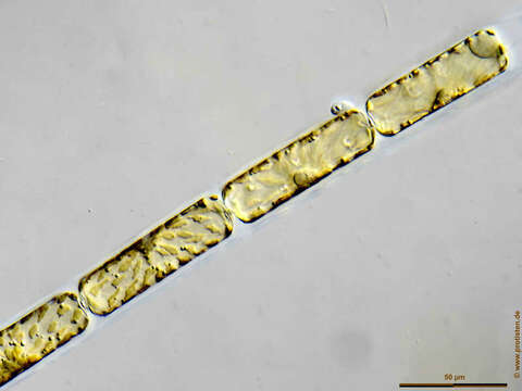 Image of Dactyliosolen fragilissimus