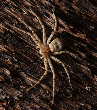 Image of philodromid crab spiders