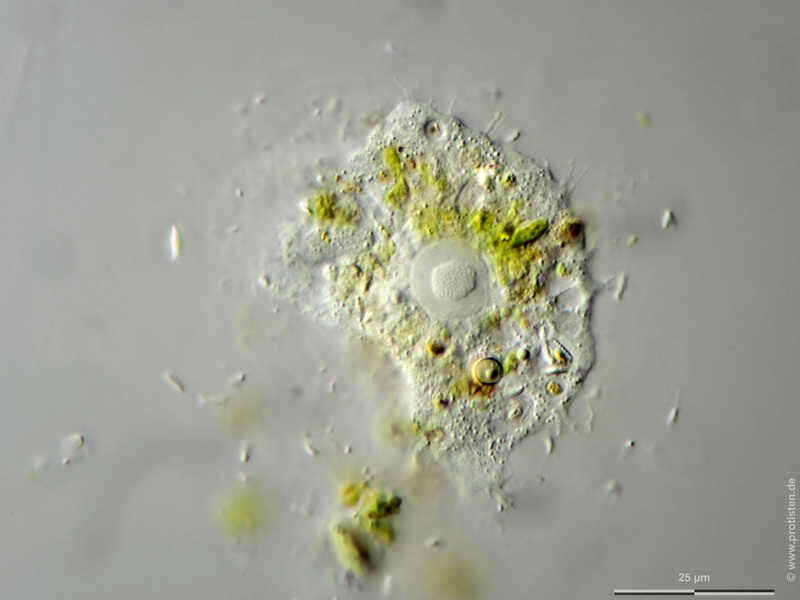 Image of Nuclearia simplex