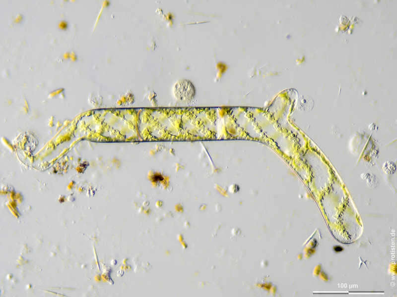 Image of Spirogyra Link 1820