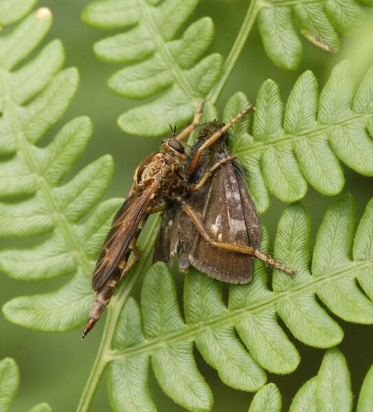 Image de Asilidae