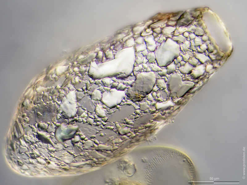Image of Difflugia lanceolata