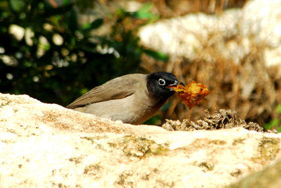 Image of White-eyed Bulbul