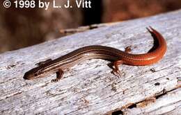 Image of Mole Skink