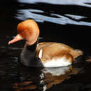 Image de Nette rousse