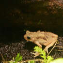 Image of Kihansi Spray Toad