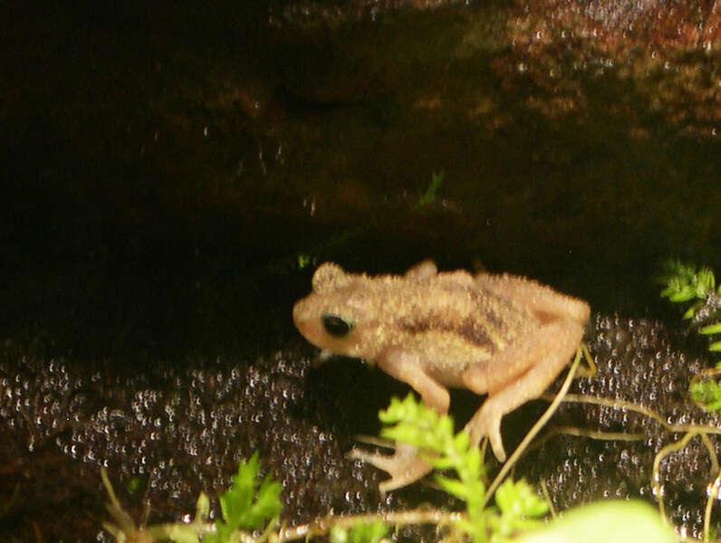 Image of African viviparous toads