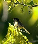 Image of juncos