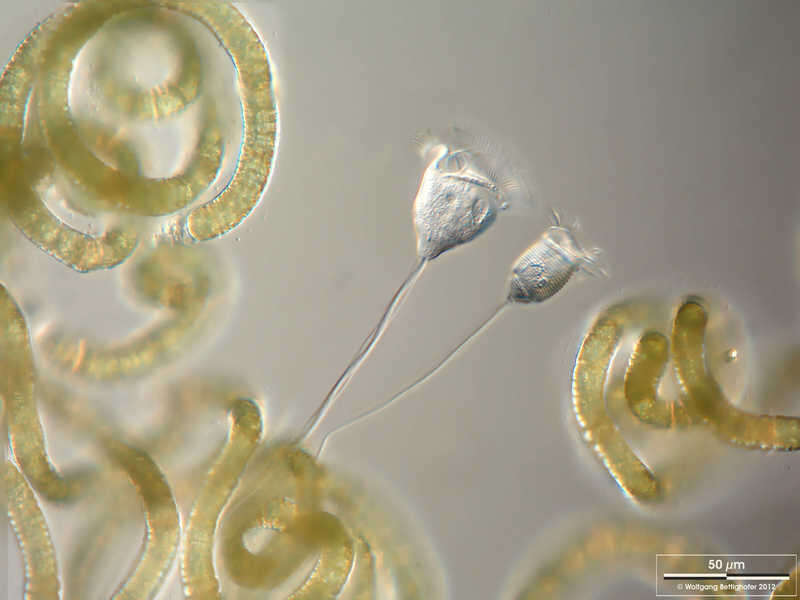 Image of Vorticella convallaria