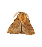 Image of Forest Tent Caterpillar Moth