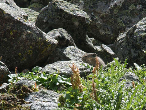 Image of Ochotona subgen. Pika Lacépède 1799