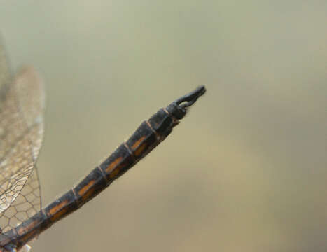 Image of Common Baskettail