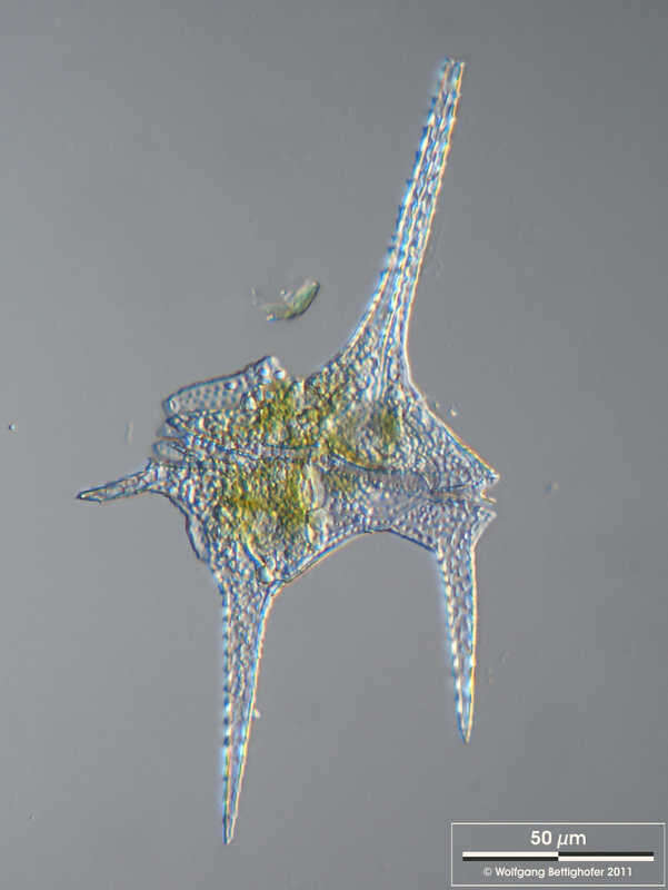 صورة Ceratium hirundinella