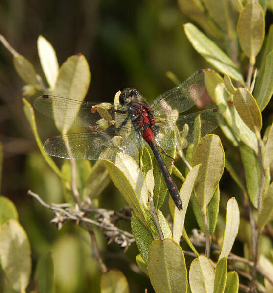 Image of Crimson-ringed Whiteface