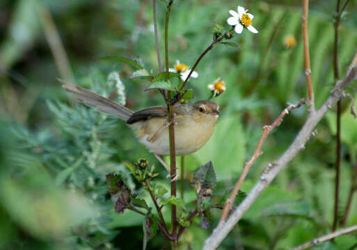 Image of Plain Prinia