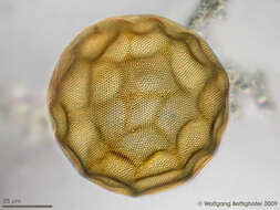 Image of Arcella gibbosa