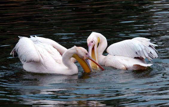 Image of Great White Pelican