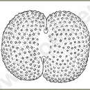 Image of Cosmarium dentiferum Corda 1840