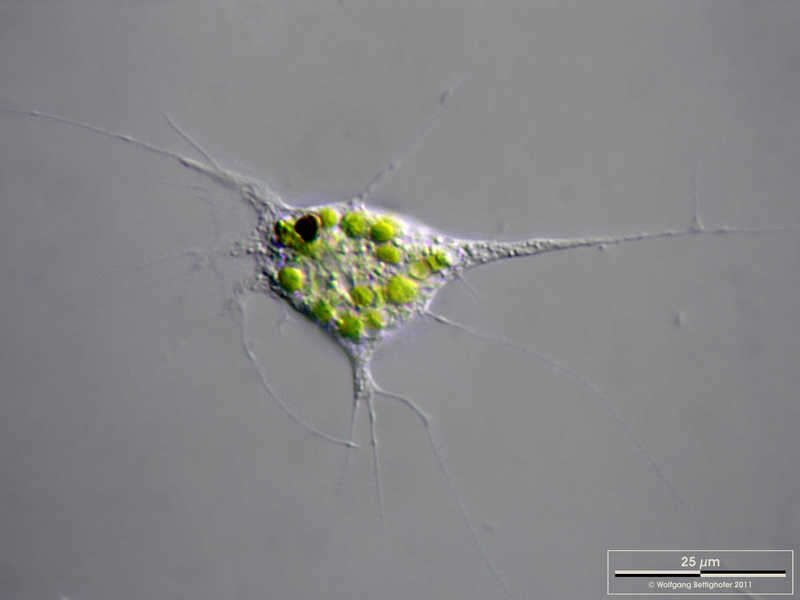 Image de Chlamydomyxa labyrinthuloides