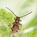 Image of Red Milkweed Beetle