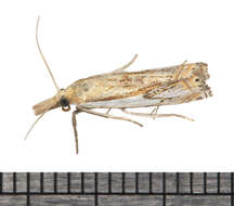 Crambus agitatellus Clemens 1860 resmi