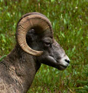 Image of bighorn sheep