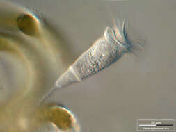 Image of Vorticella octava Stokes 1885